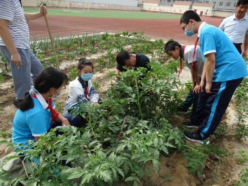 高青縣高城學區中心小學重視學生勞動實踐基地建設